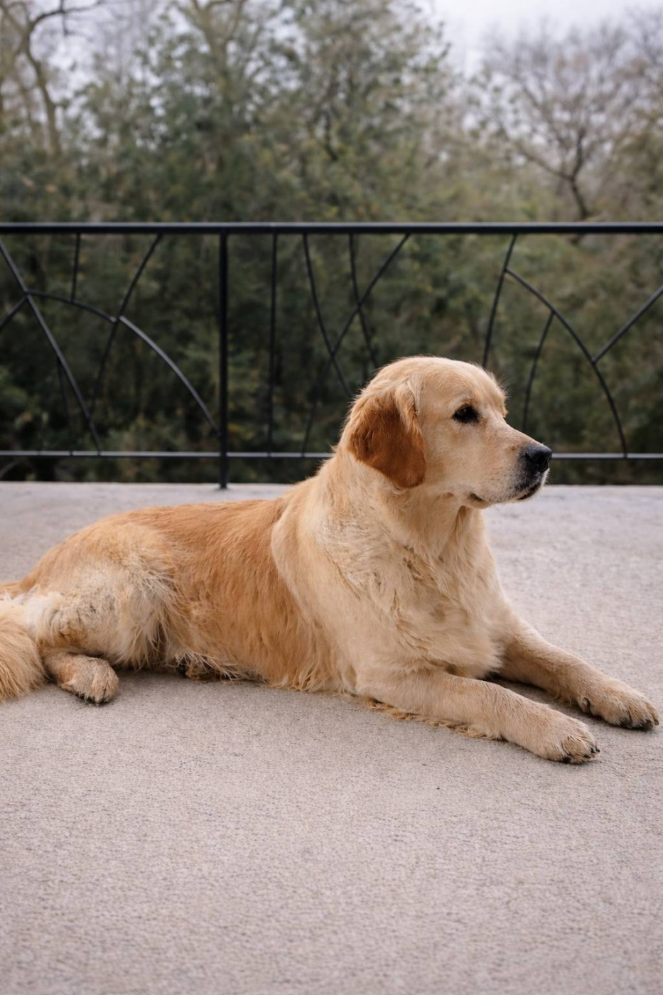 Virgule dite or'fée De L'harche De Repand