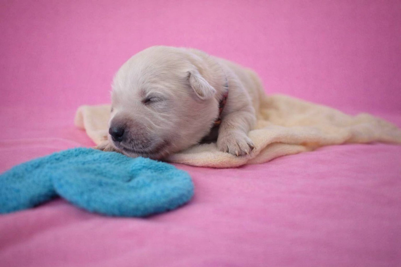 goldamour - Chiots disponibles - Golden Retriever