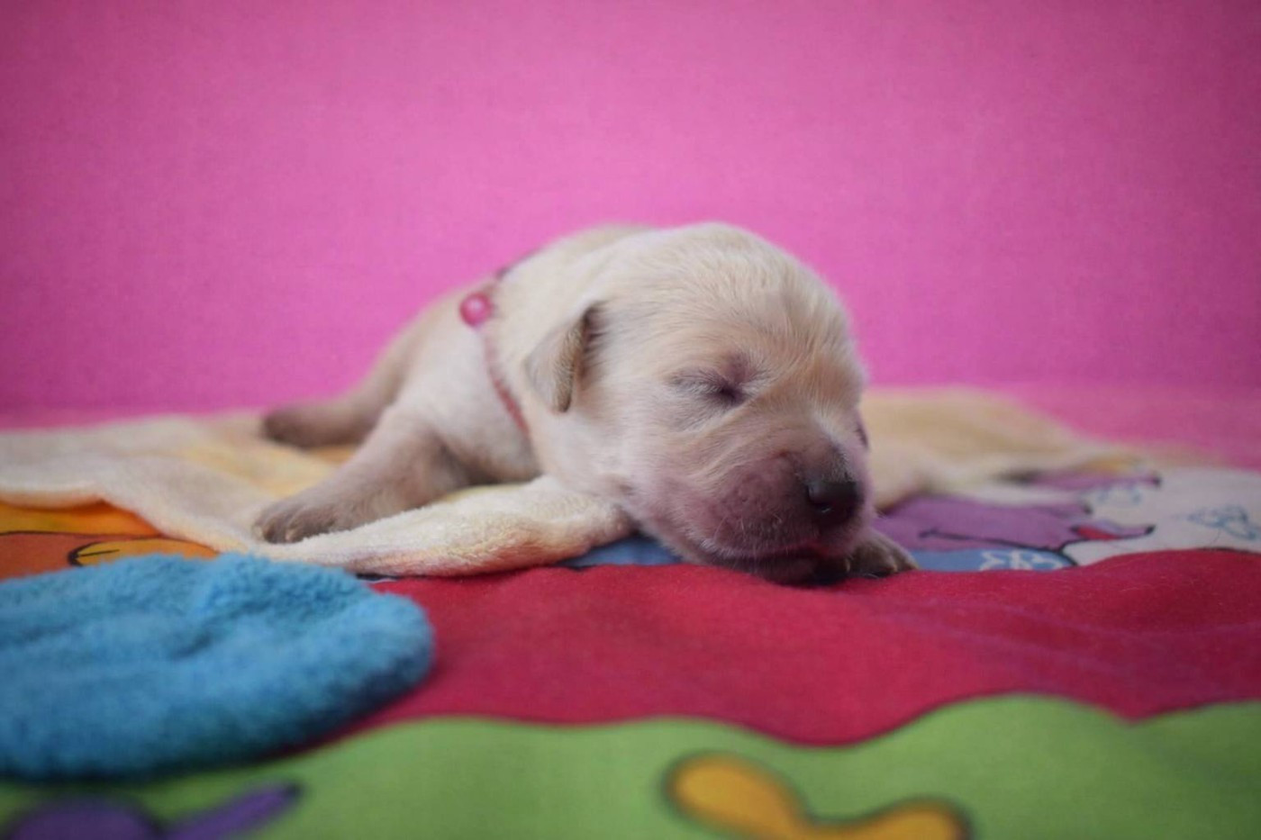 goldamour - Chiots disponibles - Golden Retriever