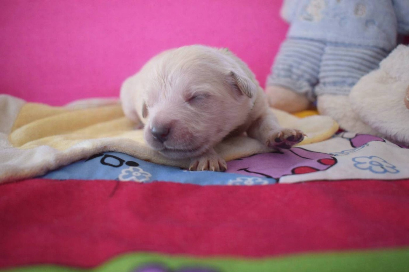 goldamour - Chiots disponibles - Golden Retriever