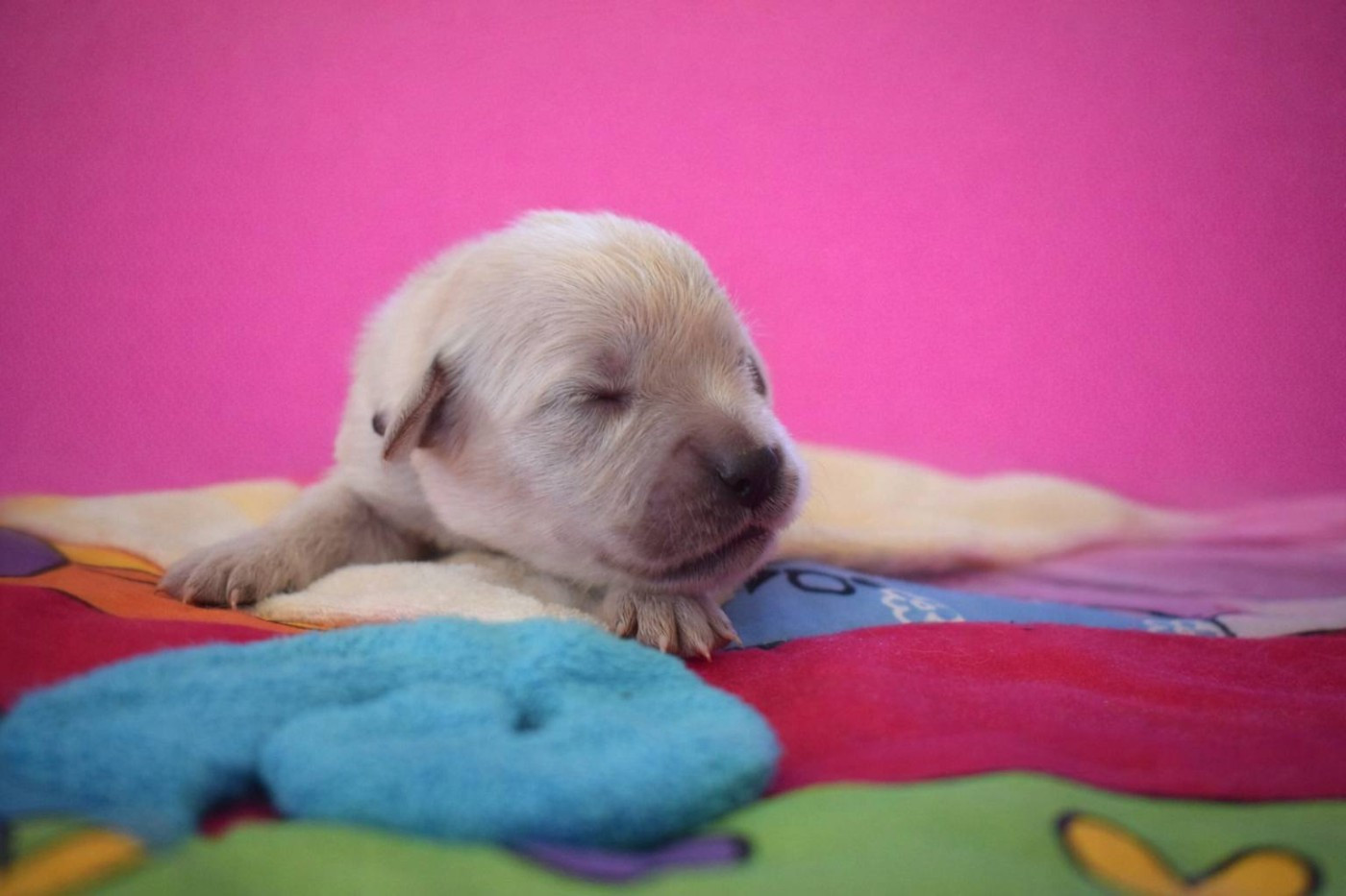 goldamour - Chiots disponibles - Golden Retriever