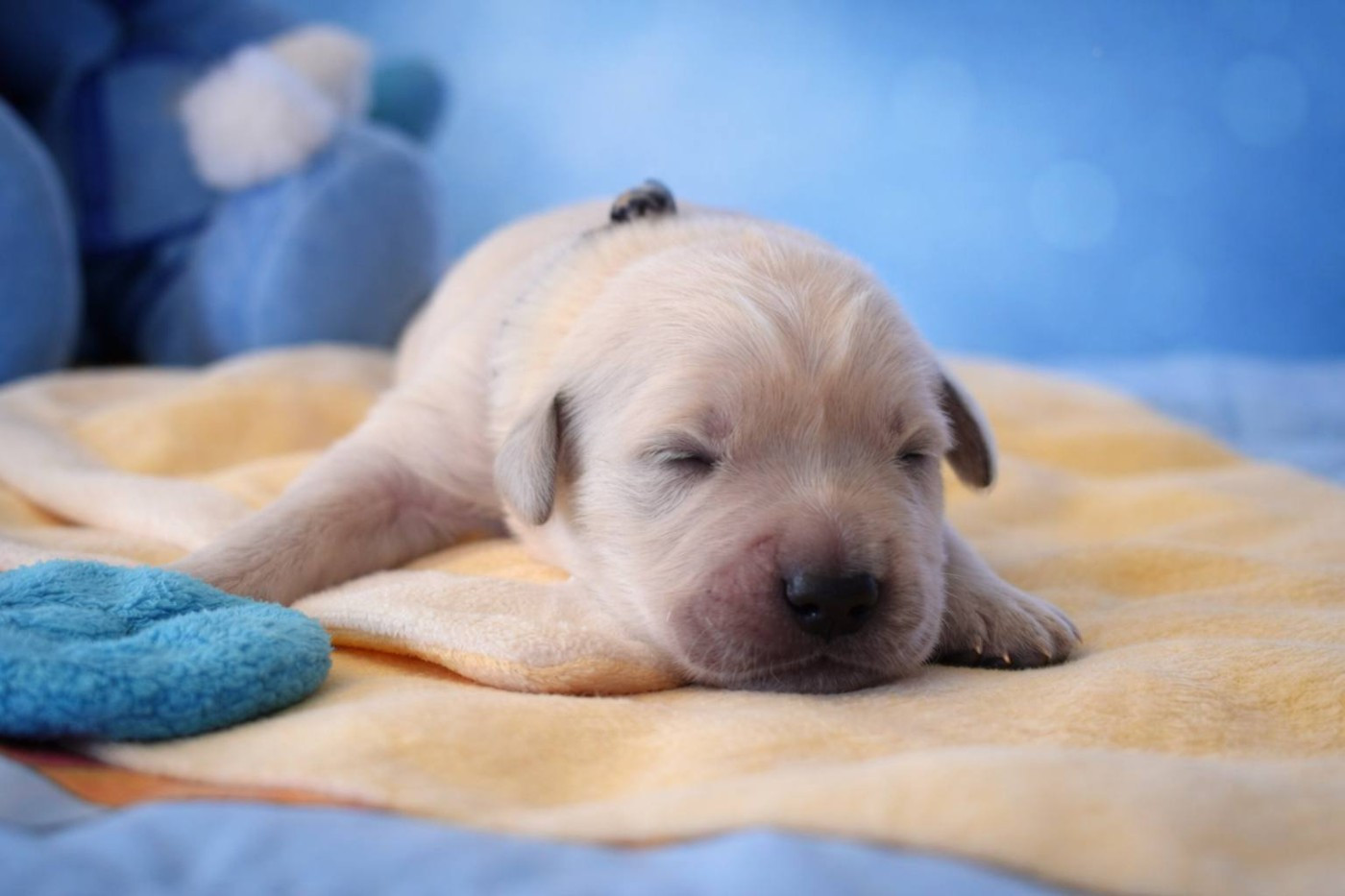 goldamour - Chiots disponibles - Golden Retriever