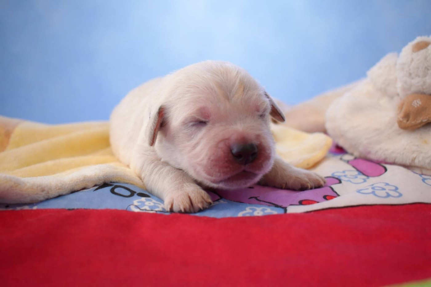 goldamour - Chiots disponibles - Golden Retriever