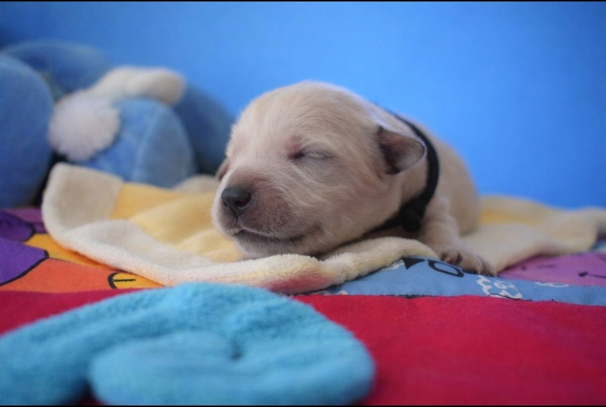 goldamour - Chiots disponibles - Golden Retriever