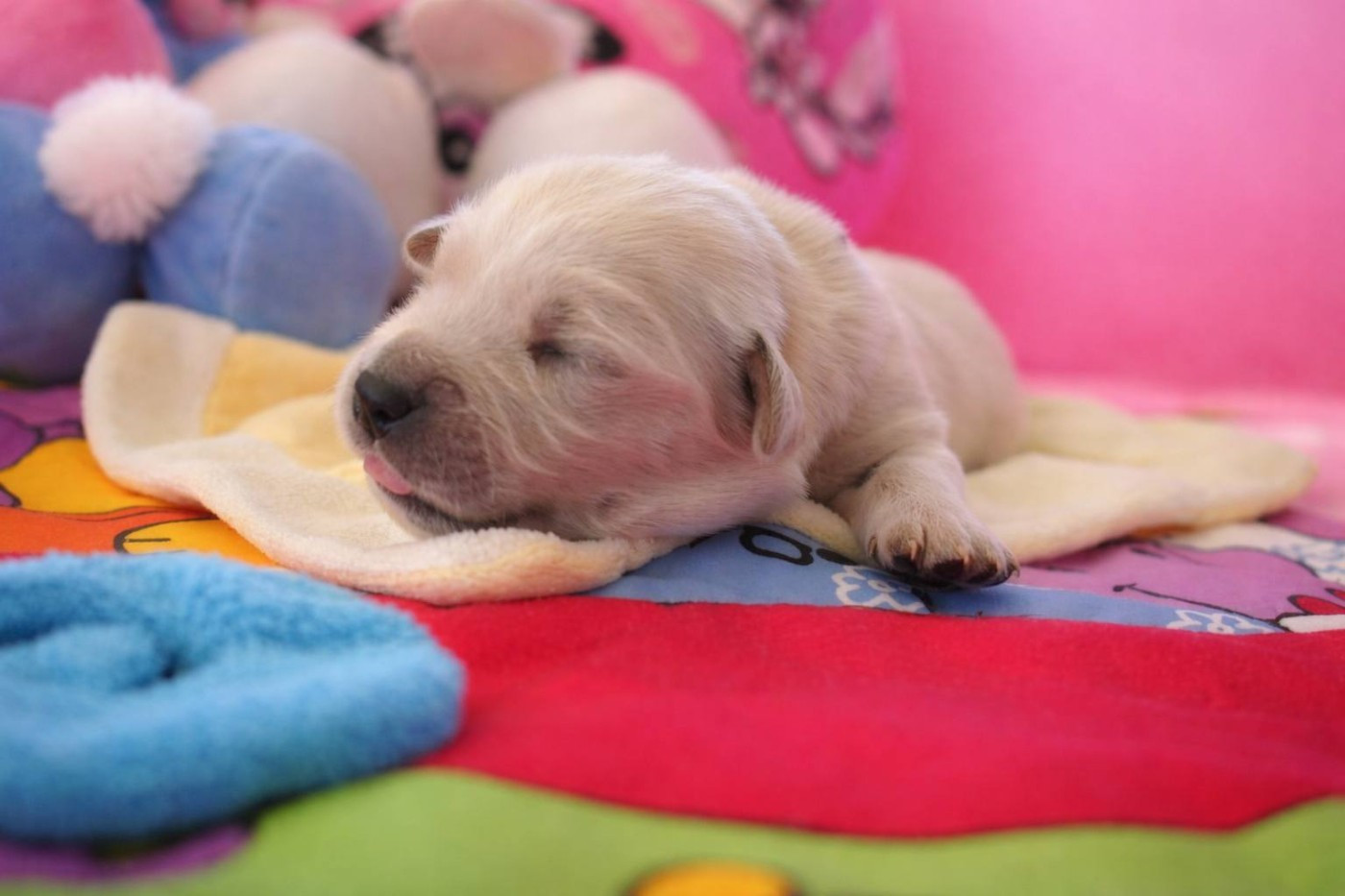 goldamour - Chiots disponibles - Golden Retriever