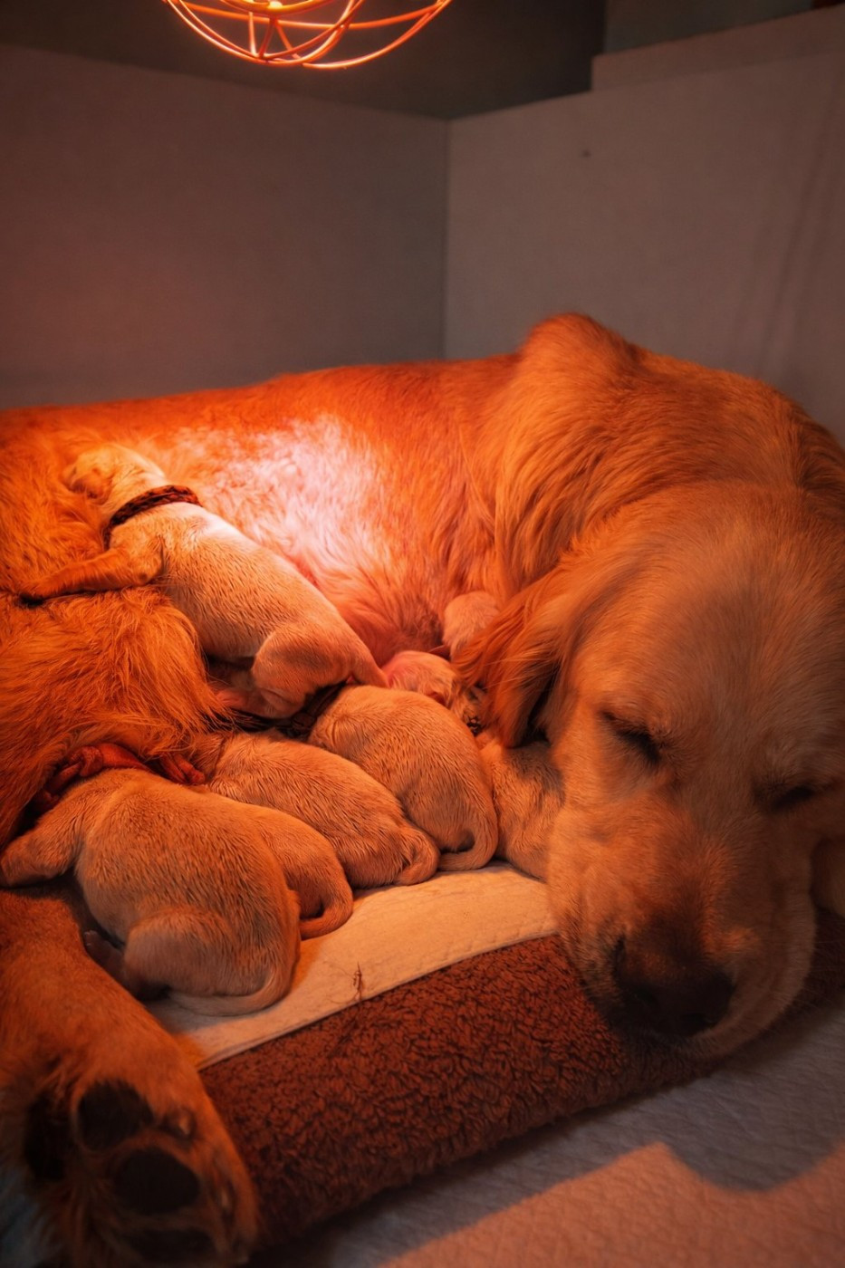 Chiot Golden Retriever goldamour