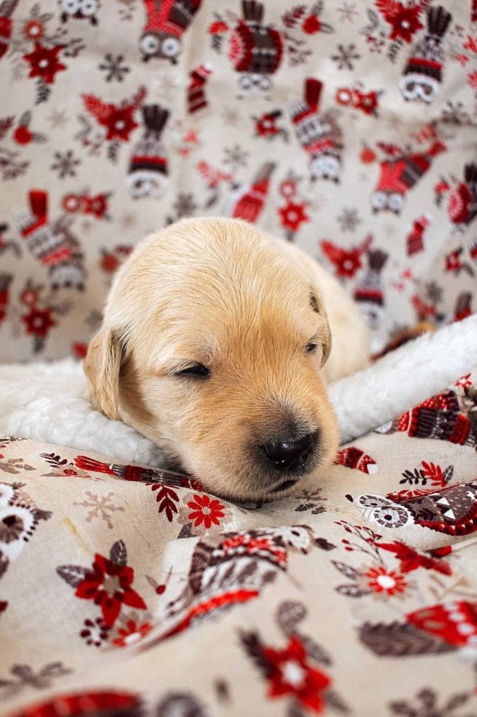 goldamour - Chiots disponibles - Golden Retriever