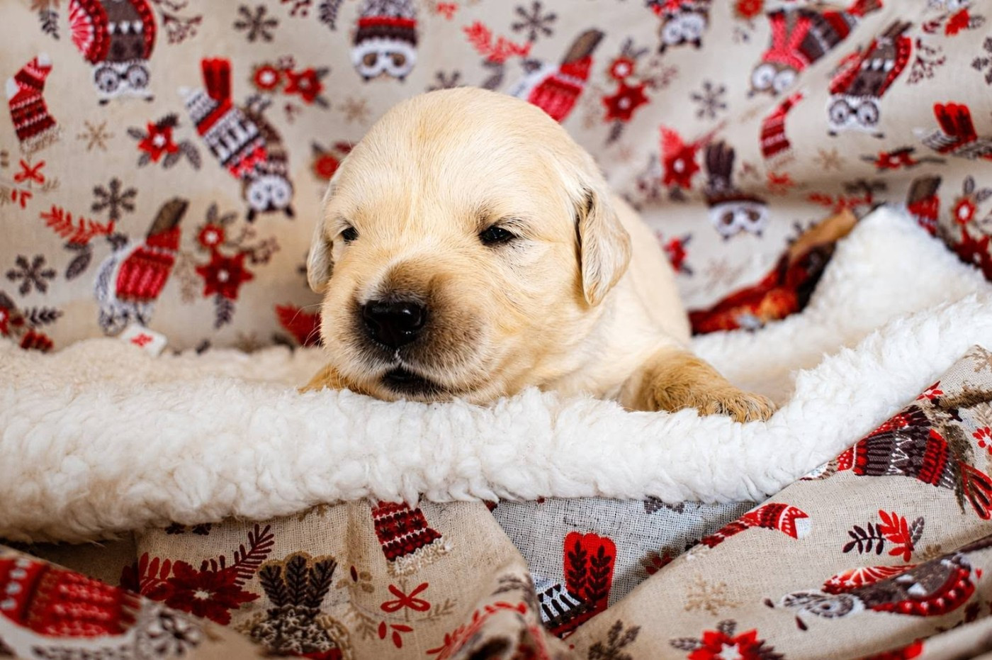 goldamour - Chiots disponibles - Golden Retriever