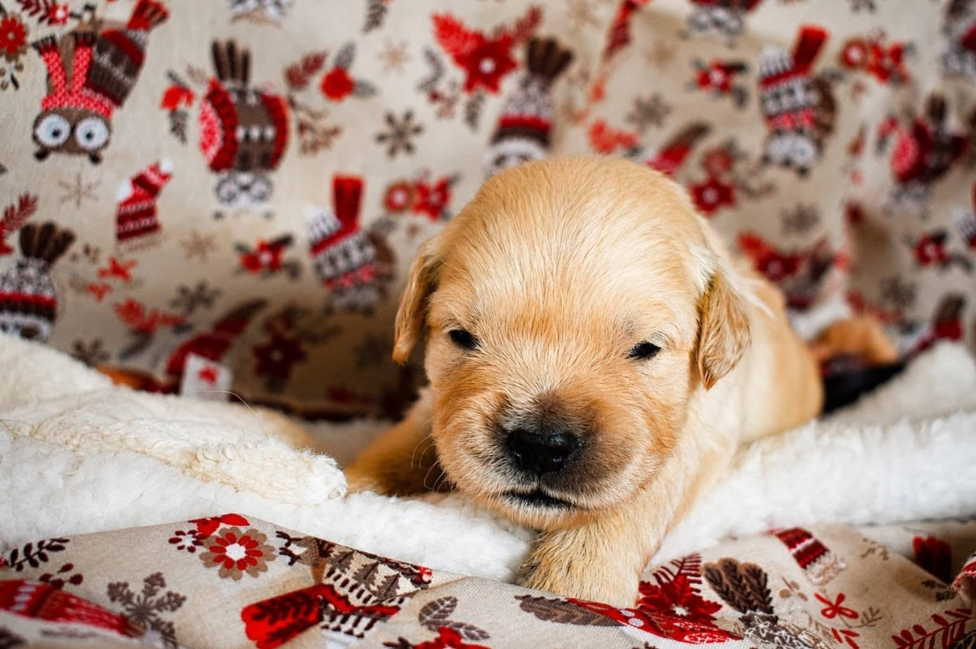goldamour - Chiots disponibles - Golden Retriever