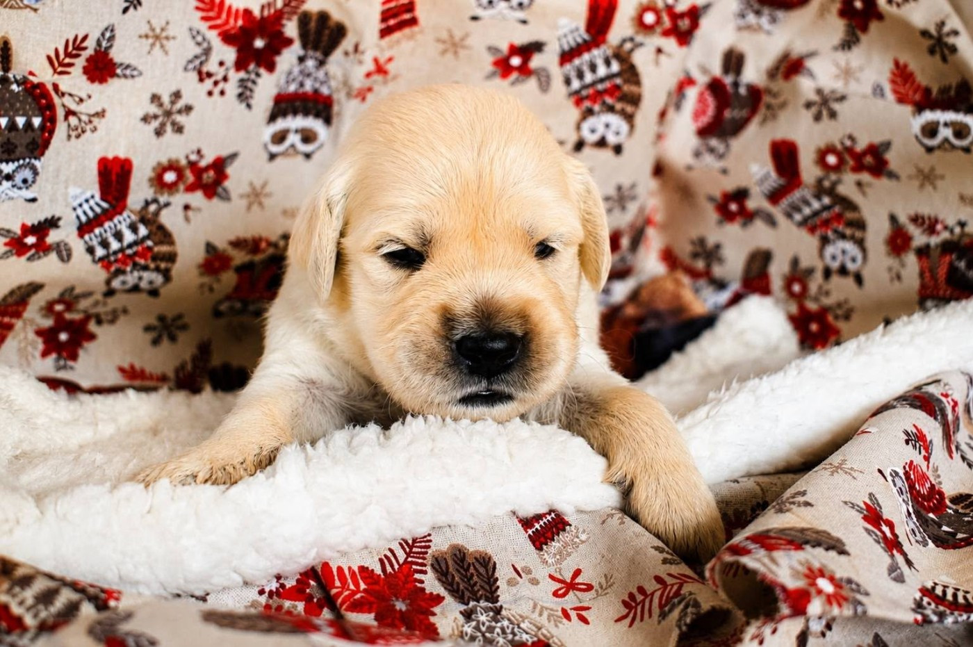 goldamour - Chiots disponibles - Golden Retriever