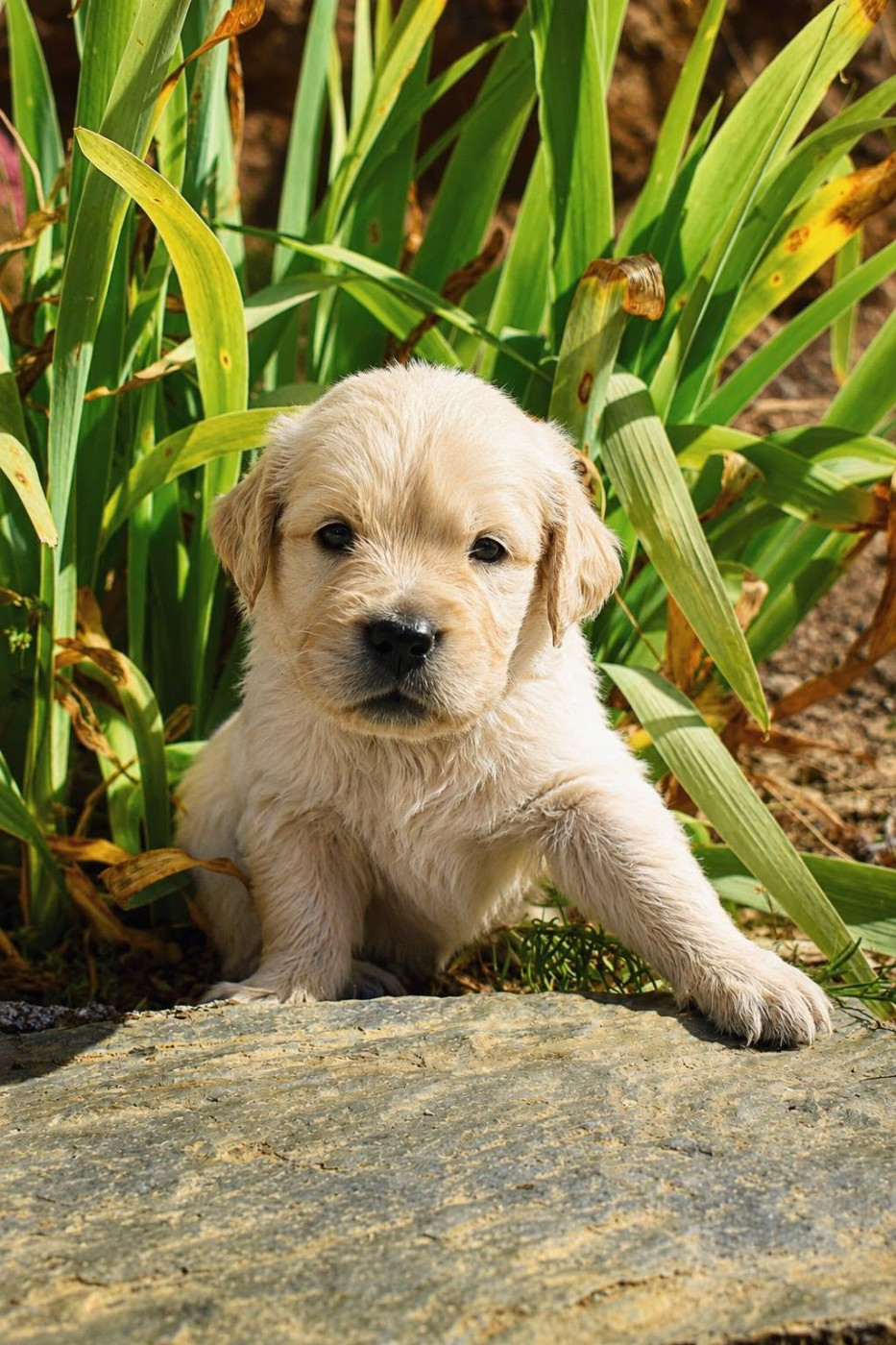 goldamour - Chiots disponibles - Golden Retriever