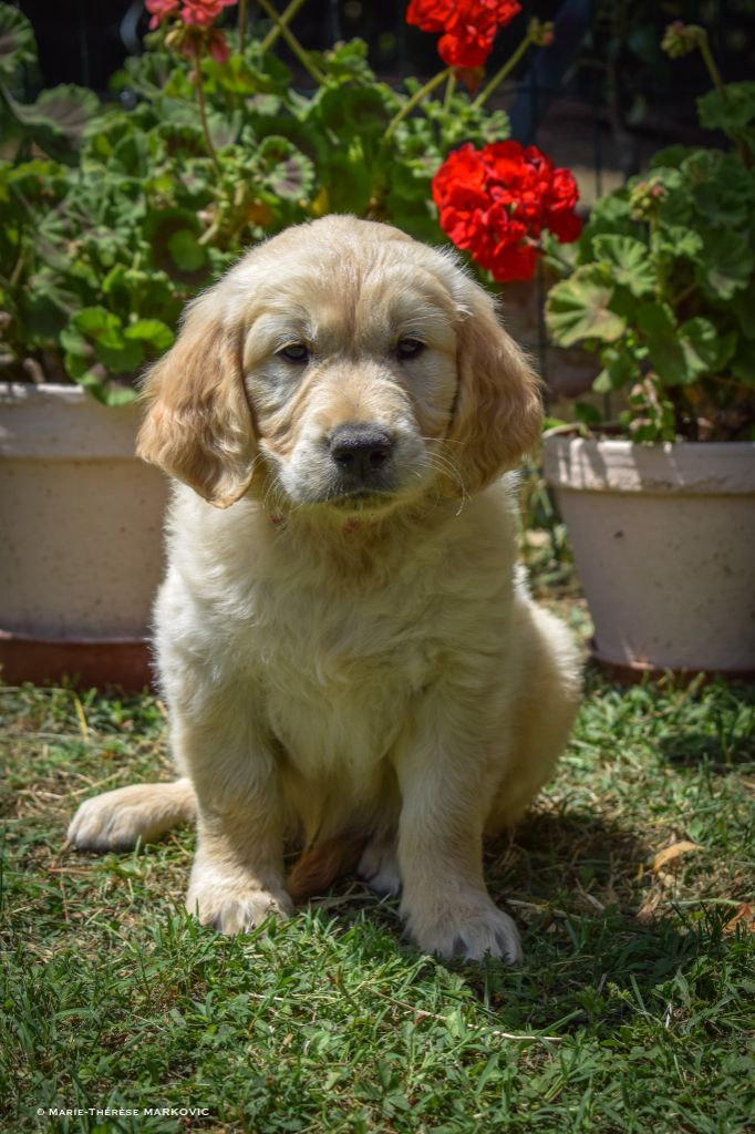 goldamour - Chiots disponibles - Golden Retriever