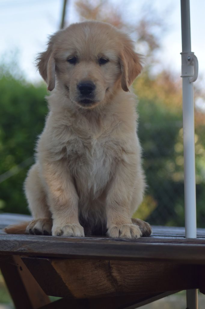 goldamour - Chiots disponibles - Golden Retriever