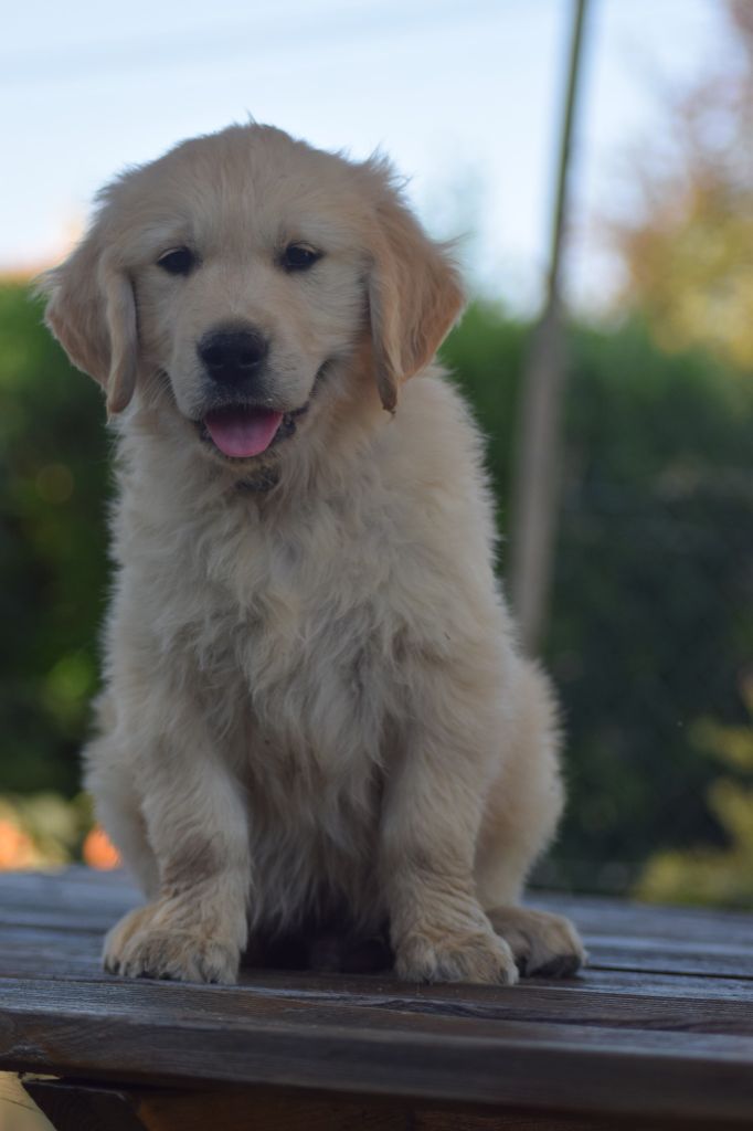goldamour - Chiots disponibles - Golden Retriever