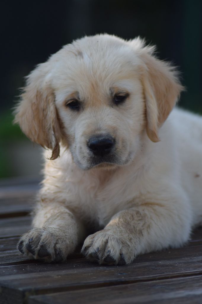 goldamour - Chiots disponibles - Golden Retriever
