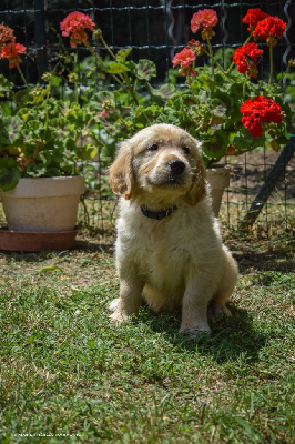 Arko