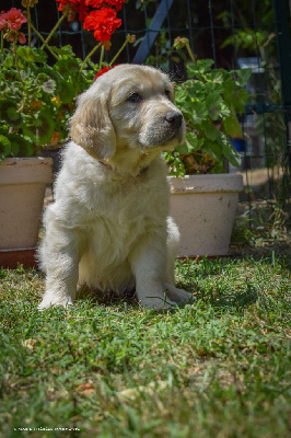 Amorae
