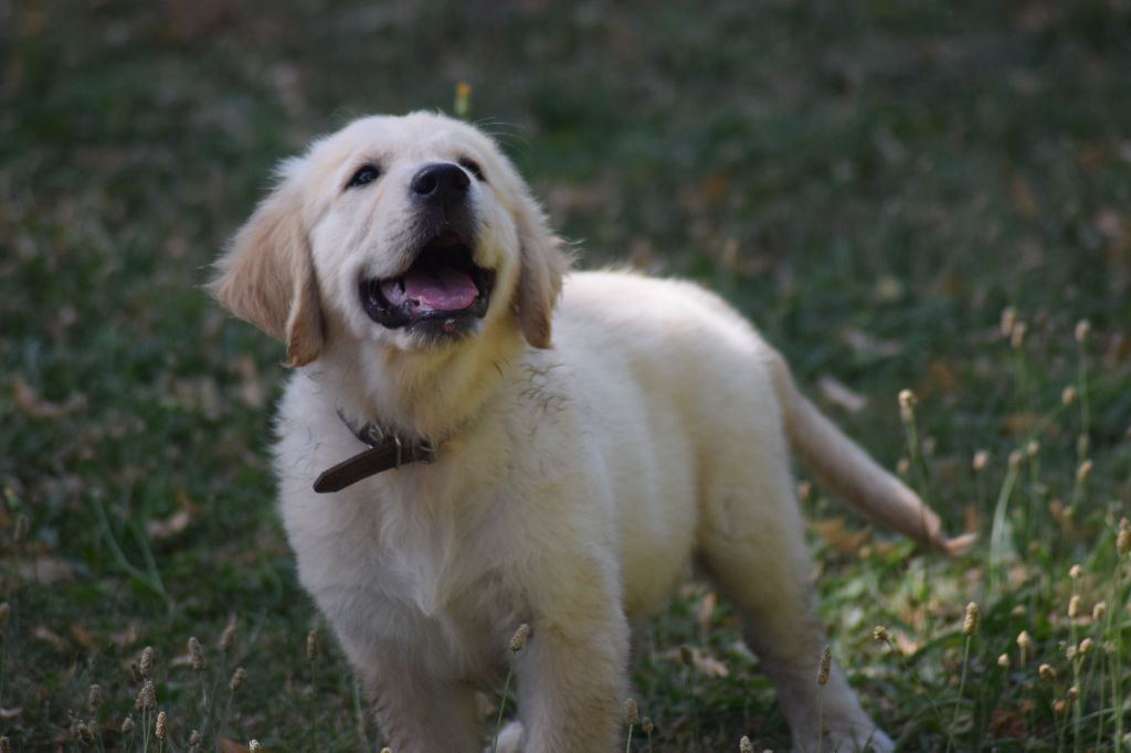 goldamour - Chiots disponibles - Golden Retriever